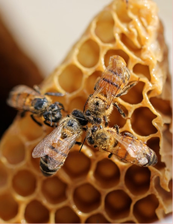 Bee Hive Removal
