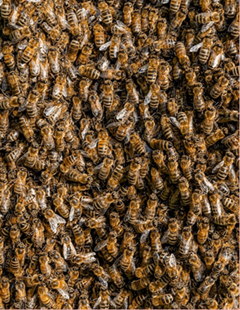 Safe Bee Control